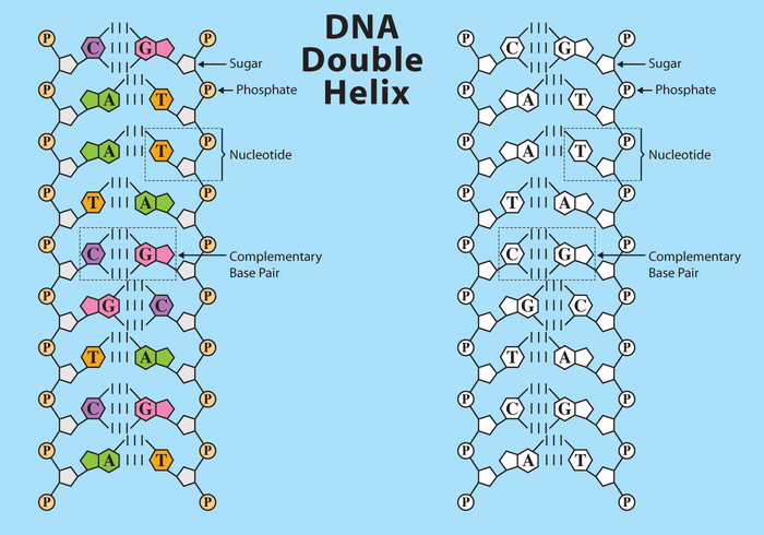 dna structure vector